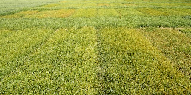 Die neuen Topsorten werden in die Sortenempfehlung von Agroscope aufgenommen, sobald das Bundesamt für Landwirtschaft dazu grünes Licht gibt. (Bild Agroscope)