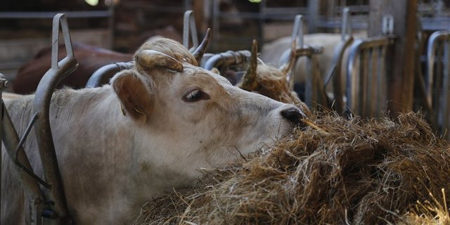 Ein am IBR-Virus erkranktes Rind musste im Kanton Graubünden geschlachtet werden. (Symbolbild lid/ji)