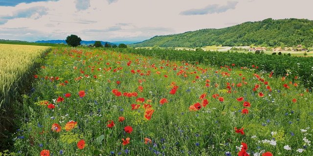 Mindestens 100 Tage muss ein einjähriger Nützlingsstreifen stehen und darf während dieser Zeit weder befahren noch geschnitten werden.