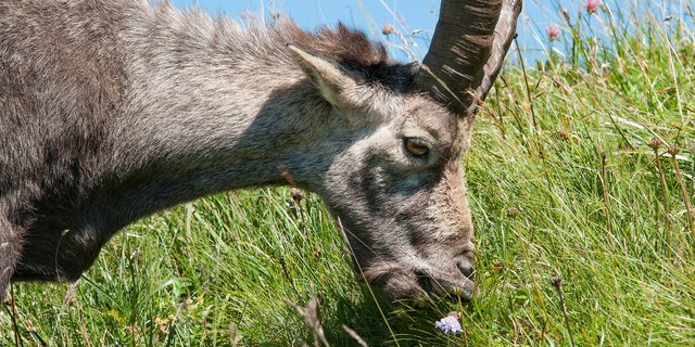 Ein Steinbock tut sich an einer alpinen Wiese gütlich. Damit hilft er niederwüchsigen Pflanzen, denn ... (Foto: Josef Senn/WSL)