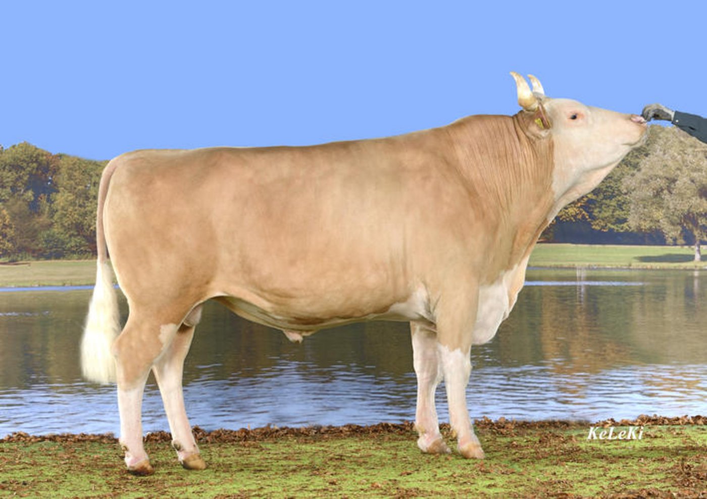 Der Stier Florin führt die Rangliste nach Iset bei den Simmentalern an. (Bild KeLeKi)