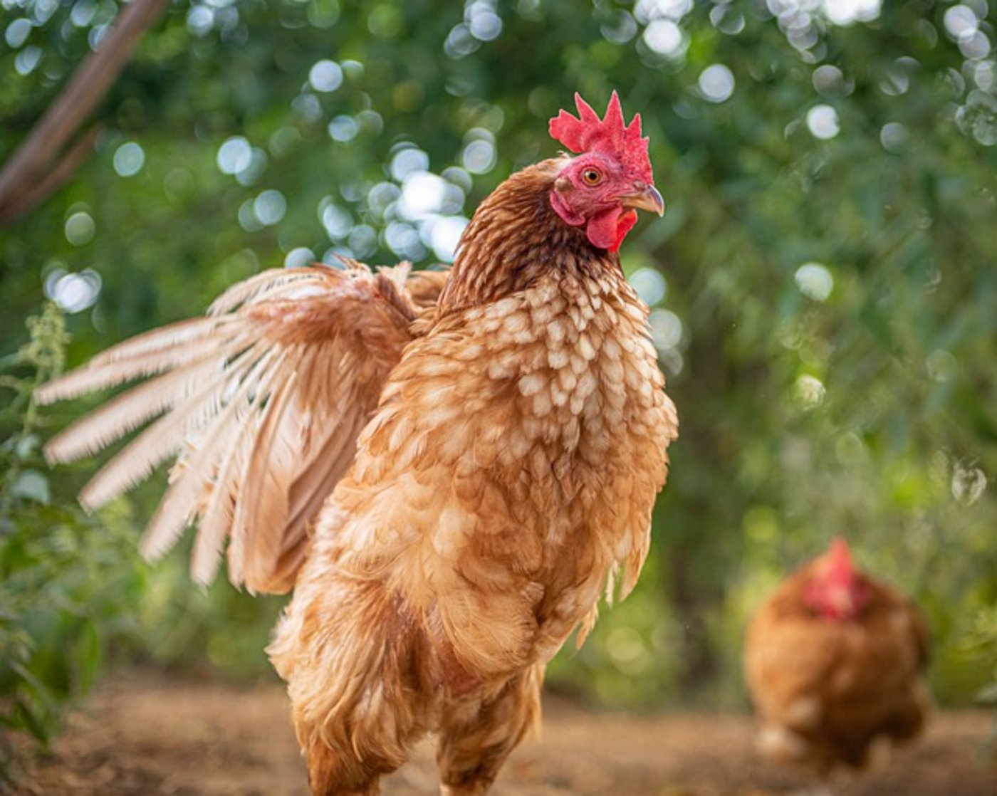 Eine Möglichkeit für Bio-Umsteller sieht Josef Bircher bei Bio-Legehennen. (Bild Pixabay)