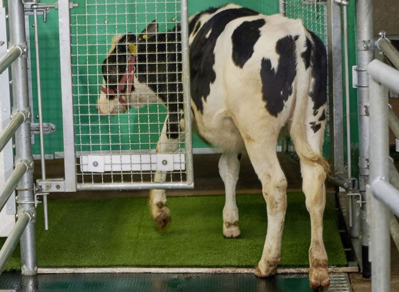 Blick in die Zukunft: Ein Rind geht auf die Toilette. (Bild FBN)