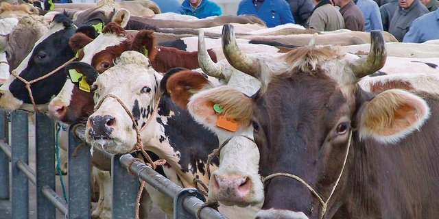 Viehmarkt: Wo auf Lebendgewicht gehandelt wird, gibts neu keine Transparenz mehr zum späteren Schlachtgewicht. 