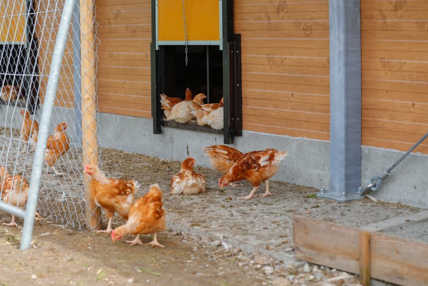 Der Bio-Anteil ist beim Geflügel mit 18 Prozent überdurchschnittlich. (Bild BauZ)