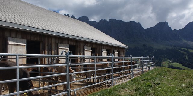 Unter anderem strengere Vorschriften für Stallbauten machen Investitionen im Sömmerungsgebiet nötig. Daher begrüsst der SAV  die politischen Anpassungen, dank der Finanzierung vereinfacht wird. (Bild SAV) 