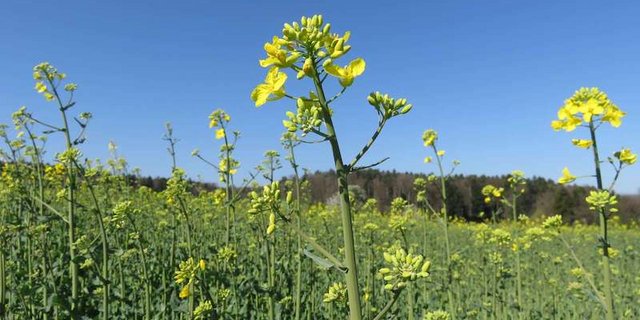 Es braucht mehr Rapsöl-Produzenten, so der SGPV. (Bild BauZ)