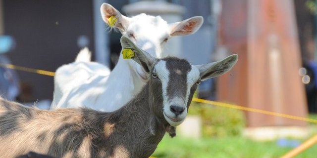  Ein Toggenburger und ein Saanengitzi auf einer Weide im Kanton LU. (Bild Andrea Gysin)