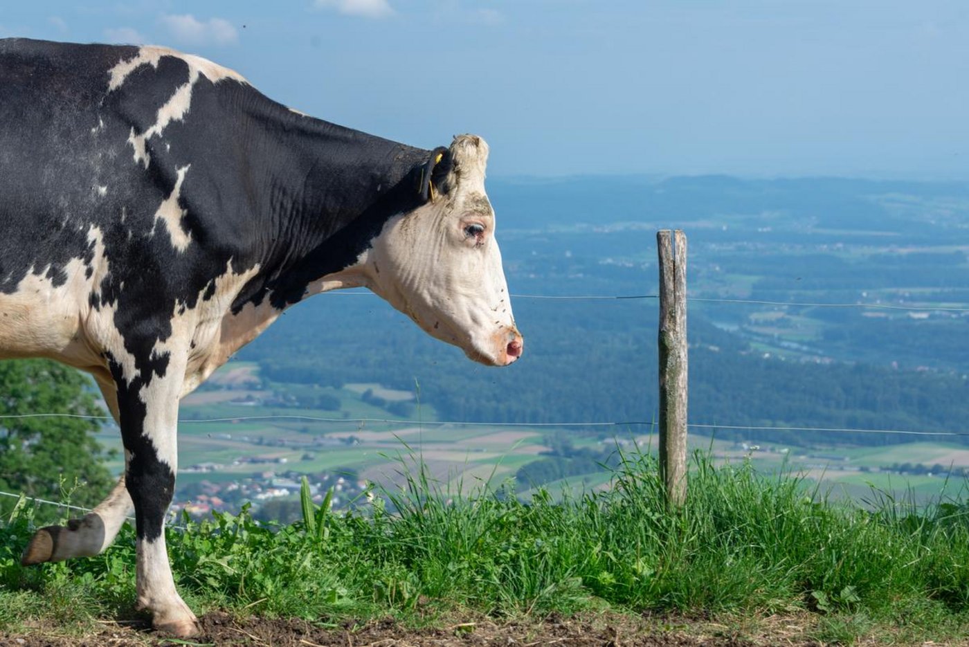 Für Milchproduzenten sollen die Perspektiven wieder besser werden. (Bild hj)