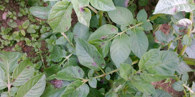 Produkte mit dem umstrittenen Wirkstoff Mancozeb werden hauptsächlich gegen die Kraut- und Knollenfäule (Phytophthora infestans) im Kartoffelbau eingesetzt. Phytophthora zeigt sich auf den Blättern als schokoladenbraune Blattverfärbung. (Bild BauZ)