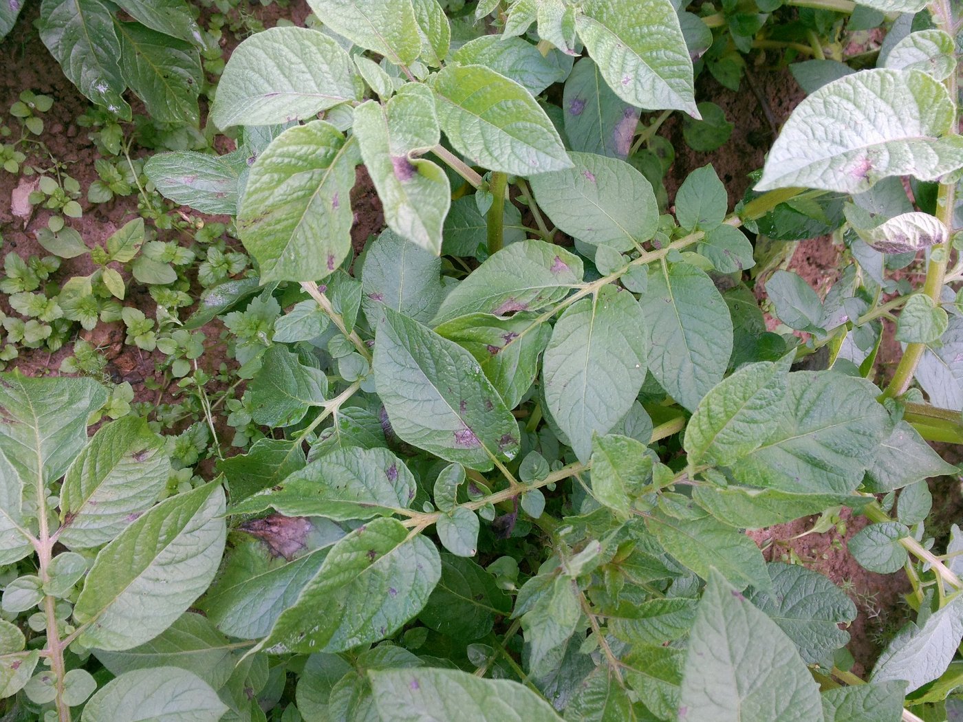 Produkte mit dem umstrittenen Wirkstoff Mancozeb werden hauptsächlich gegen die Kraut- und Knollenfäule (Phytophthora infestans) im Kartoffelbau eingesetzt. Phytophthora zeigt sich auf den Blättern als schokoladenbraune Blattverfärbung. (Bild BauZ)