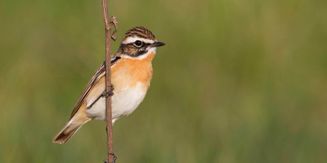 Als typischer Wiesenvogel bewohnt das Braunkehlchen blumenreiche, vielfältige und extensiv genutzte Wiesen. Es baut sein Nest am Boden, weshalb es sehr unter häufigem Mähen leidet. (Bild zVg/Ralph Martin)