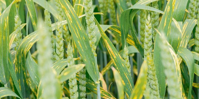 Weizenrost kann ein grosses Problem darstellen. Ein System zur Frühwarnung soll entwickelt werden. (Bild Agroscope)