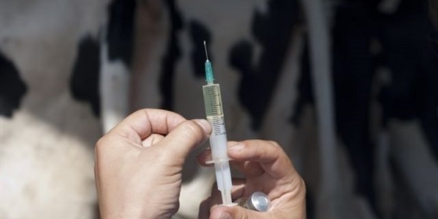 Ein Ziel des Heilmittelverordnungspaket ist es, die Sicherheit beim Einsatz von Tierarzneimitteln zu erhöhen. (Bild Fotolia) 