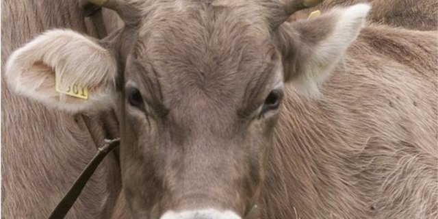 Mit dem neuen Zuchtwert sollen auch Extremvererber für das sonst wenig erbliche Merkmal schlechten Trinkverhaltens bei Kälbern abgedeckt werden. (Bild BauZ)