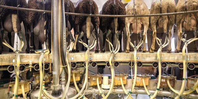 Das Melkkarussell mit 36 Plätzen benötigt etwa 7 bis 8 Minuten für eine Umdrehung. Die Euter der Schafe sind von der Melkergrube aus gut zugänglich.