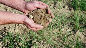 Boden speichert Kohl Boden speichert Kohlenstoff – und könnte damit ein wichtiger Faktor beim Klimaschutz werden.