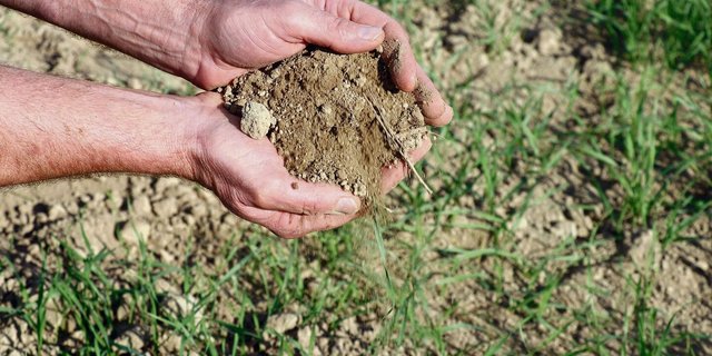 Boden speichert Kohlenstoff – und könnte damit ein wichtiger Faktor beim Klimaschutz werden.