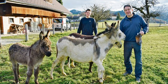 Patrick und Ruedi Krähenbühl mit ihren Eseln Maggia, Flo und Mochito, welche im Sommer die Schafe auf der Alp gegen Grossraubtiere verteidigen. Wichtig ist, dass Herdenschutzesel mit Schafen aufwachsen. (Bild Daniela Joder)