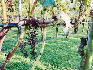 Diese Müller-Thurgau-Trauben wurden vom Hagel zerschlagen, dazu kommt ein Befall mit dem Falschen Mehltau.