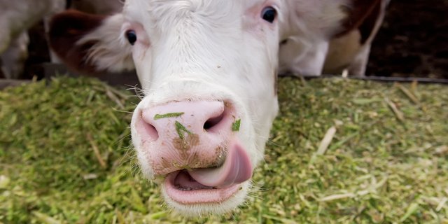 Das Futter für die Schweizer Nutztiere stammt zum Grossteil aus der Schweiz. (Bild SBV)