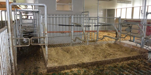 Nach dem Melkroboter gehts nach links zur Herde und geradeaus in den Separationsbereich. (Bild zVg)