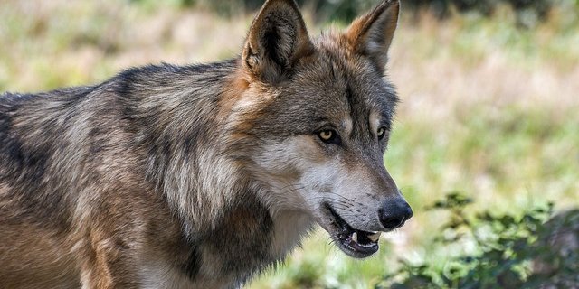 Nach dem Nationalrat stimmt auch der Ständerat einem gelockerten Schutz des Wolfes zu. (Bild Pixabay)