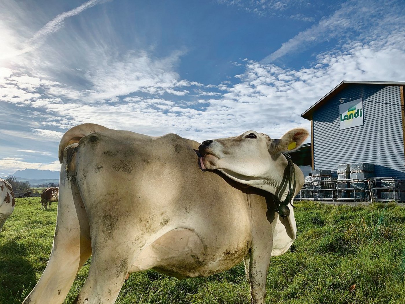 Beim Rindvieh ist anzusetzen für weniger Ammoniak in der Luft. So beim Bauen, der Fütterung und der Gülleausbringung. Damit ist auch die vorgelagerte Branche gefordert. Auf Weiden wird hingegen nur wenig Ammoniak freigesetzt. (Bild Josef Scherer)