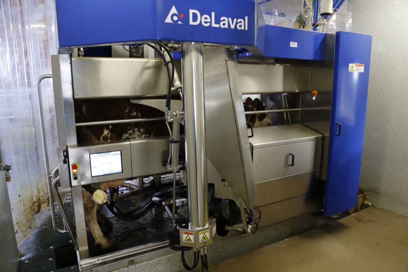 Melkroboter: Für Walliser Raclette AOP nicht mehr erwünscht. (Bild lid)