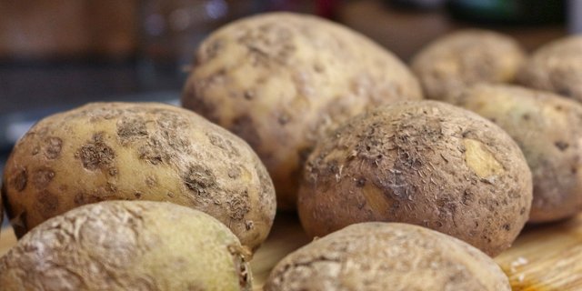 Wenn alles gut geht, werden die Schülerinnen und Schüler dieses Jahr ihre eigenen BEA-Kartoffeln ernten können. (Bild Pixabay)