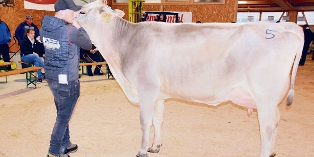 Schöne Brown-Swiss-Kühe gab es zu kaufen wie hier Lennox Lenora aus der Zucht von Marlene Halter-Gasser aus Lungern OW. 