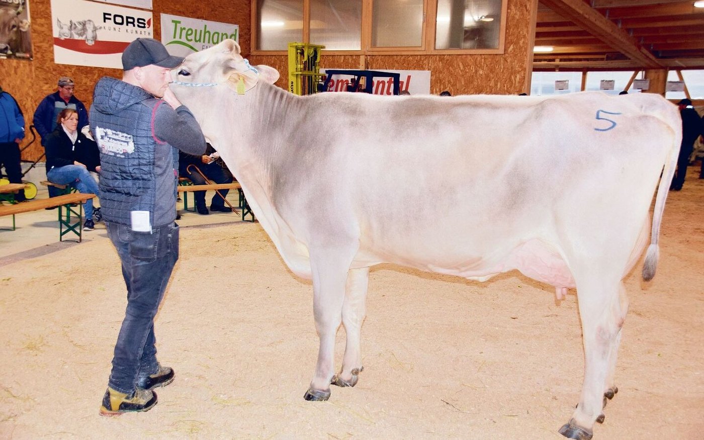 Schöne Brown-Swiss-Kühe gab es zu kaufen wie hier Lennox Lenora aus der Zucht von Marlene Halter-Gasser aus Lungern OW. 