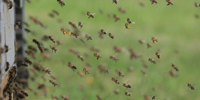 Zwei von insgesamt 14 Bienenstöcken wurden durch das Feuer zerstört. (Symbolbild Pixabay)