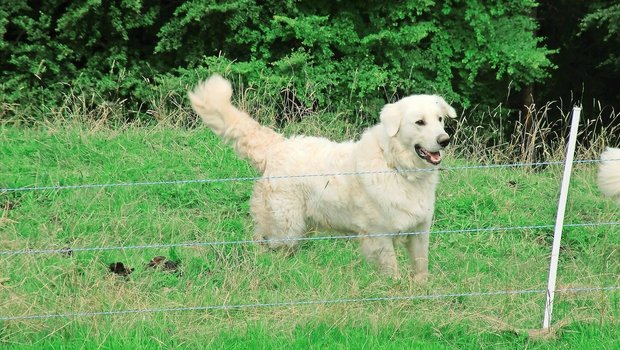 Herdenschutz ist nicht nur mit Hunden möglich. Auch elektrische Zäune sind eine anerkannte Massnahme, wenn die Spannung  mind. 3000 V beträgt.