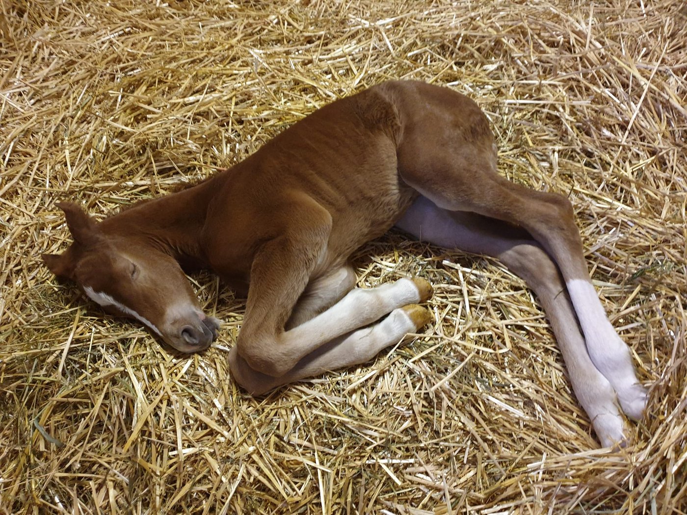 Der Corona-Dörnröschenschlaf der Pferdewelt soll ebenfalls ein Ende finden, die Frage ist: Wann? (Bild zVg)