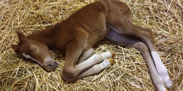 Der Corona-Dörnröschenschlaf der Pferdewelt soll ebenfalls ein Ende finden, die Frage ist: Wann? (Bild zVg)