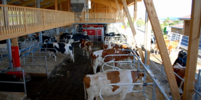 Der neue Freilaufstall war zuerst ungewohnt für die Kühe. (Bild zVg)