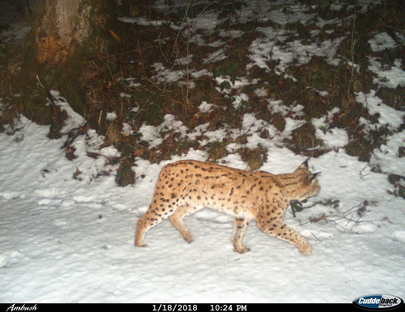 In die Fotofalle getappt: Luchs auf einem Bild der Kora,  dem Schweizer Kpompetenzzentrum für Raubtierökologie und Wildtiermanagement. (Bild zVg)