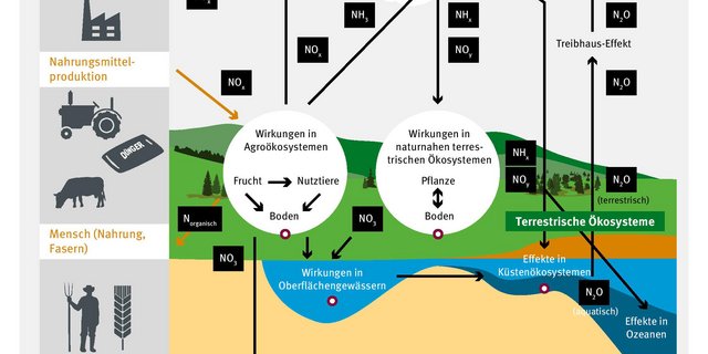 Stickstoff ist in mehreren Kreisläufen ein wichtiges Element. (Bild Umweltbundesamt Deutschland)