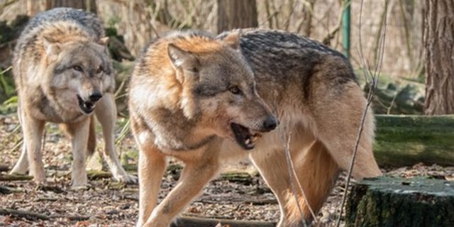 Nebst Menschen und Hunden reagieren auch Wölfe auf Ungerechtigkeiten. (Symbolbild Pixabay)