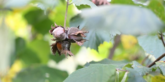Es gibt nur wenige Schweizer Haselnuss-Produzenten. (Bild mg)