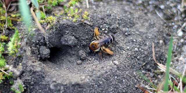 Sie sind vielgestaltig, umfassen viele Arten und sind für die Bestäubung von Nutz- und Wildpflanzen von grosser Wichtigkeit: Die Wildbienen. (Bild AxxLC/Pixabay) 