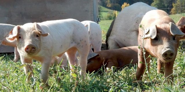 Vom Verhalten von Wildschweinen lassen sich laut FiBL einige Informationen für eine gelungene Haltung von Hausschweinen im Freiland ableiten. (Bild FiBL)