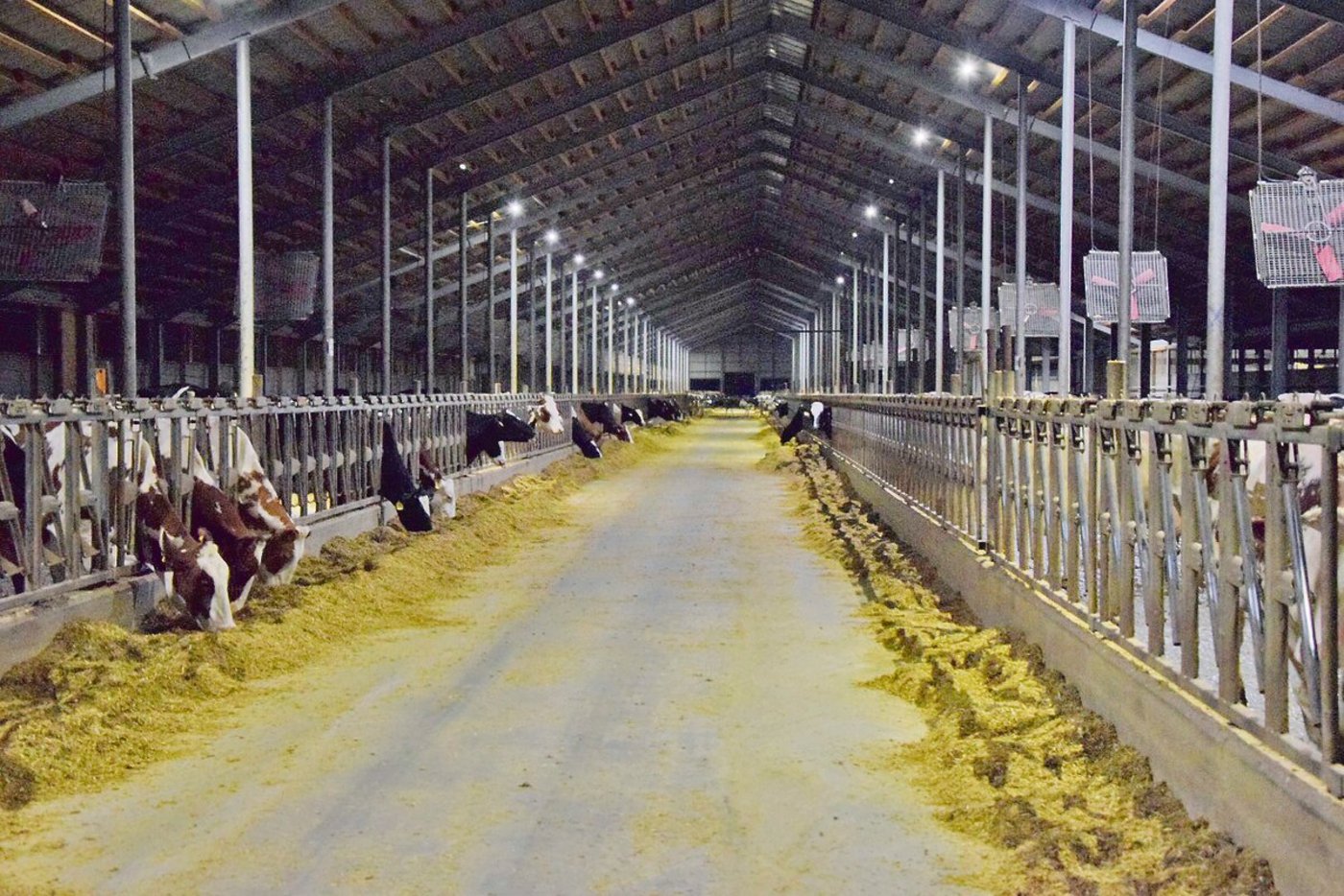 Der besuchte Ekoniva-Betrieb hält in drei Laufställen 2800 Milchkühe. (Bilder Katrin Erfurt)