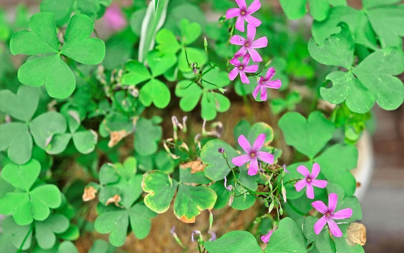Vor dem Haus hat es viel Platz für Blumen und andere Schätze der Natur. Hier ein 80-jähriger Klee von Springs Grossmutter.