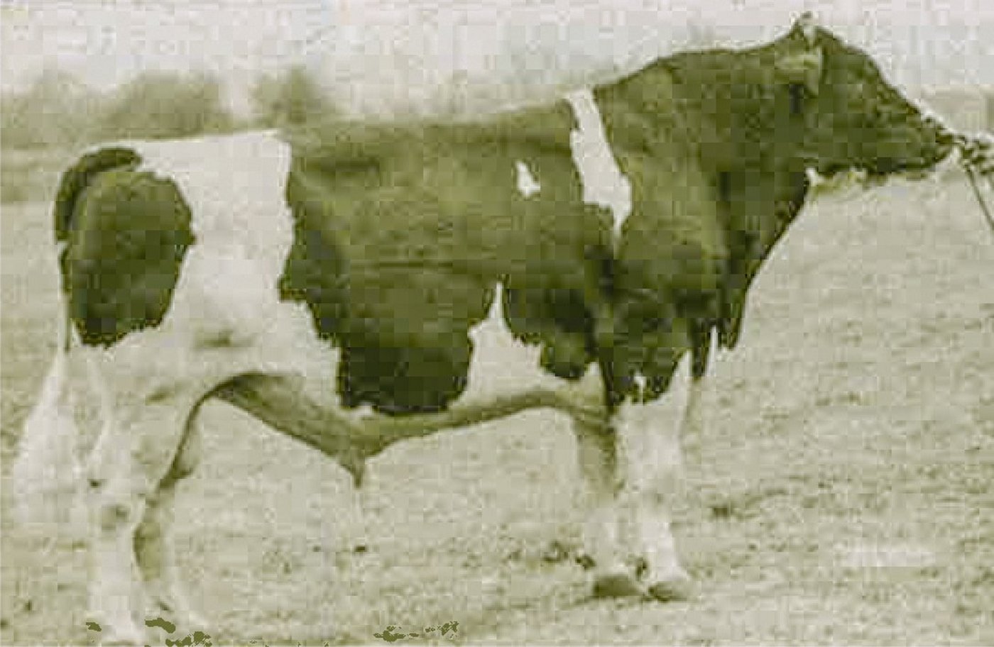 Wis Burka Ideal: Sein Blut fliesst in den Adern der berühmten Stiere wie Paclamar Astronaut oder Rora Elevation.(Bild zVg)