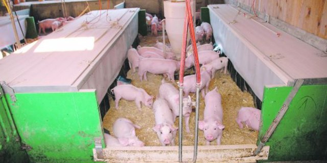 Eine energieeffiziente ATX-Jagerkiste in einem offenen Stall im Luzernbiet. (Bild Agro-Clean-Tech)