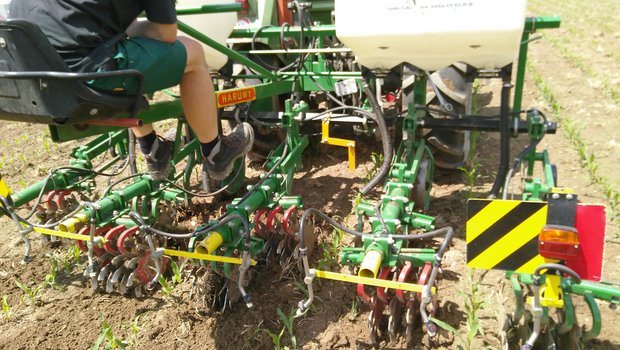 Damit der Mais dem Unkraut davon wachsen kann, sollte das Hacken ab dem 6- bis 8-Blatt-Stadium abgeschlossen sein. (Bild Markus Hofer)
