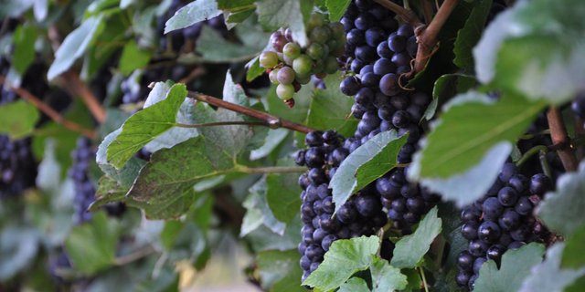 Symbolbild (Bild Tamara Wülser)