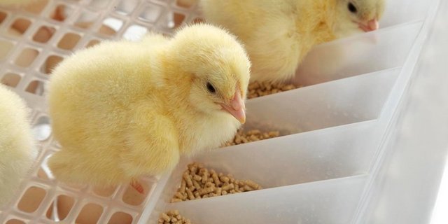 Nicht alle Küken sind willkommen, die männlichen Tiere müssen weichen, ob im Ei oder nach der Geburt. (Bild Bart Nijs Fotografie)